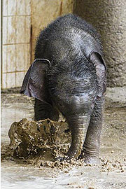 Elefantenbaby Otto im Tierpark Hellabrunn beim Schlammbaden (&copy;Foto: Tierpark Hellabrunn, Navon Adami)